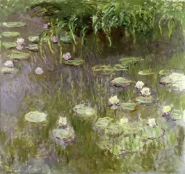 Waterlilies at Midday
